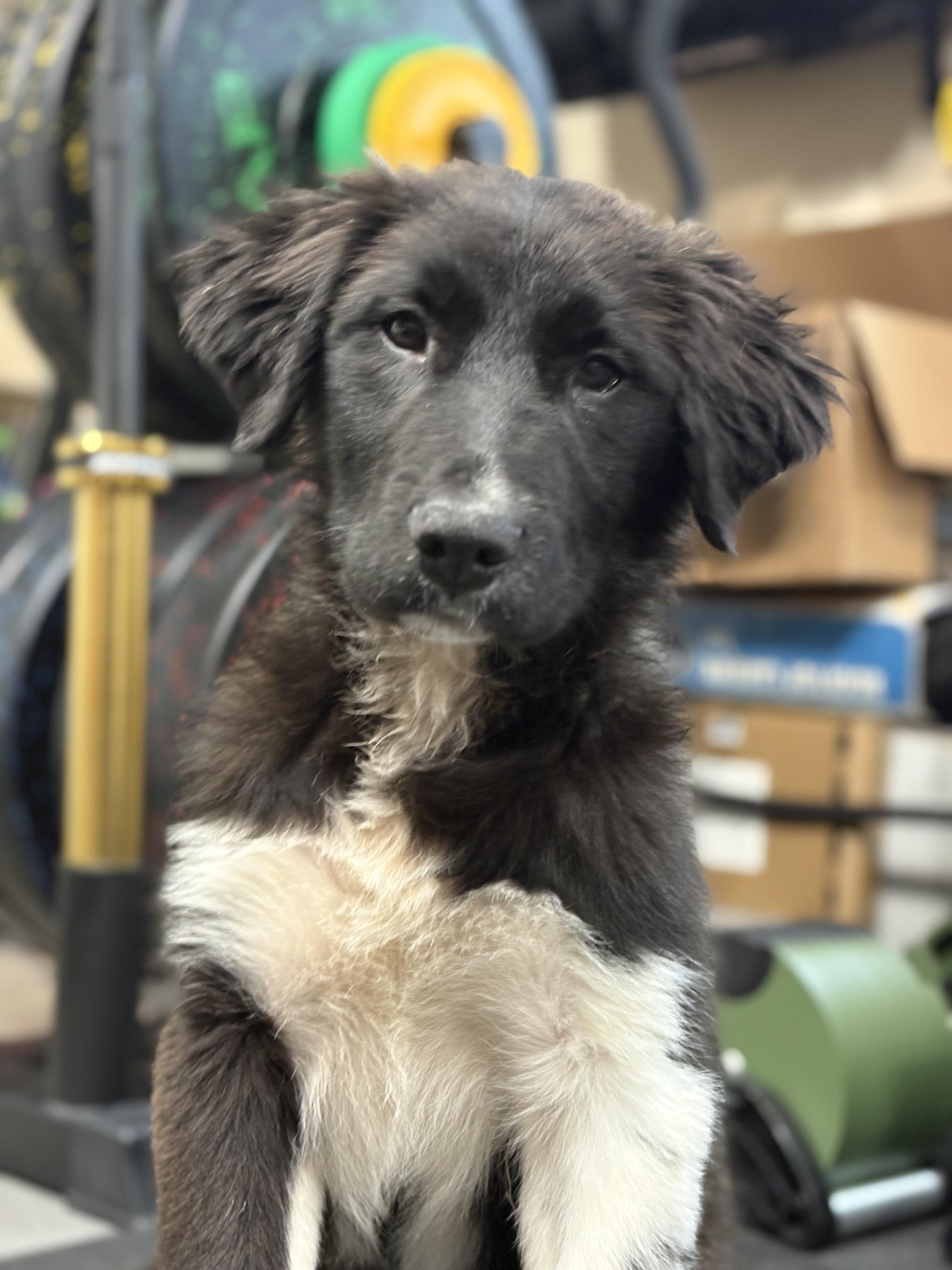 KOLE, a Adopted mixed breed in Discovery Bay, CA image 3/3