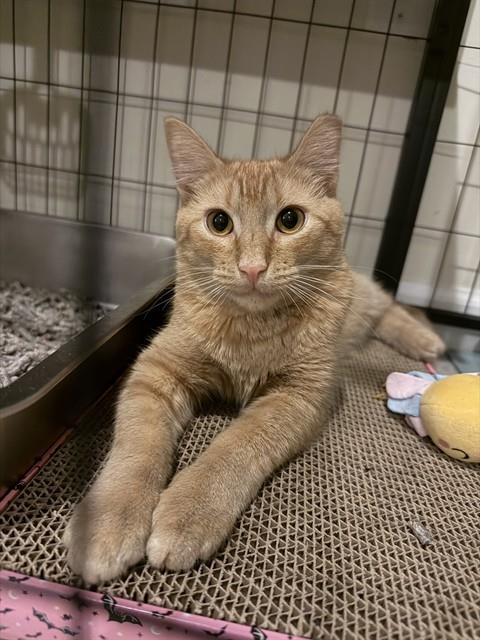MUSTARD, Adoptable, Young Male Domestic Short Hair.