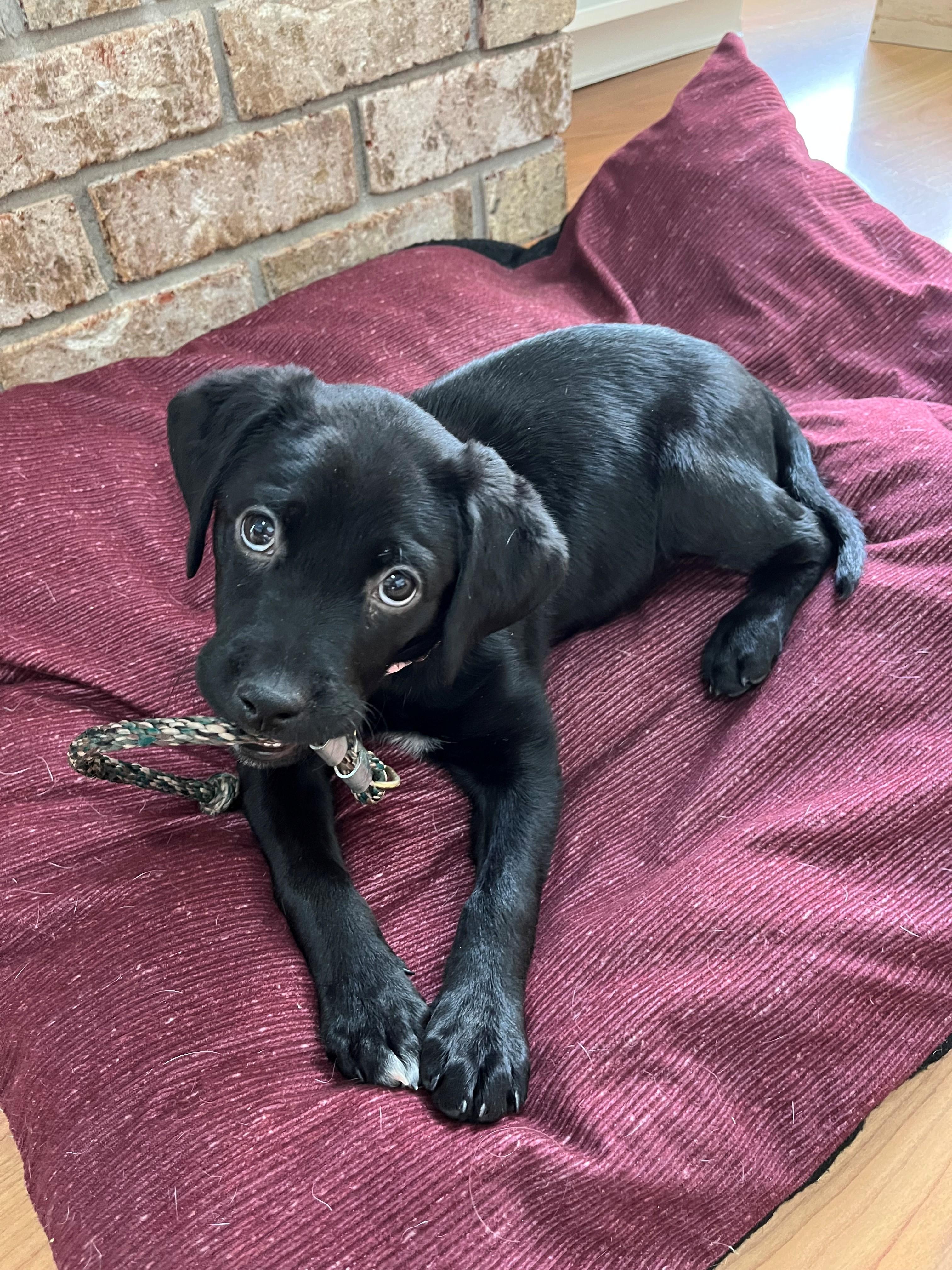 Enlarge Ash, an adopted Black Labrador Retriever in Belding, MI image 2/4
