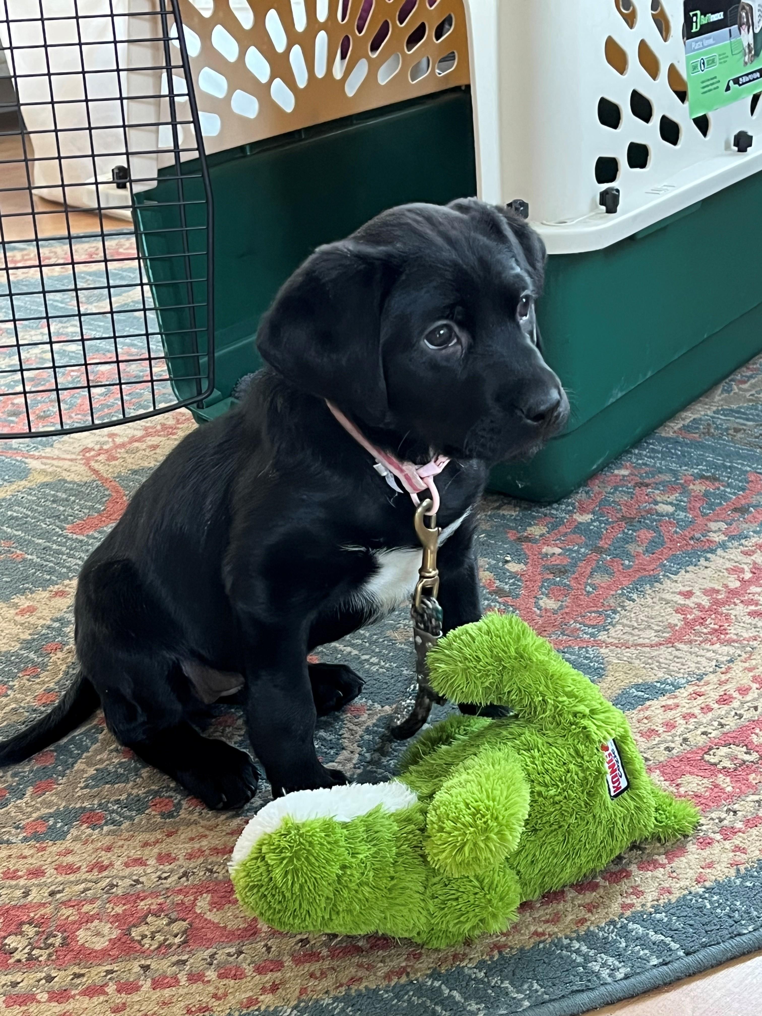 Enlarge Ash, an adopted Black Labrador Retriever in Belding, MI image 1/4
