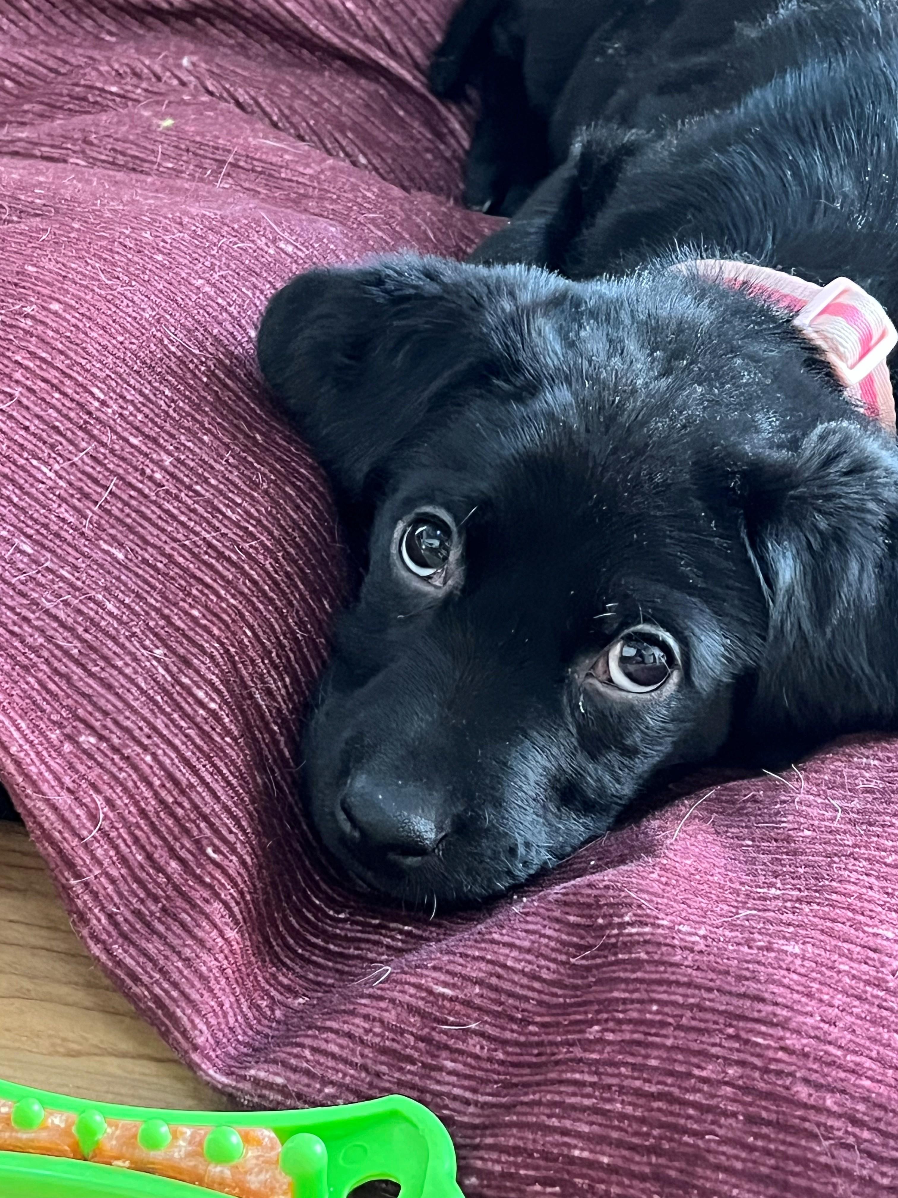 Enlarge Ash, an adopted Black Labrador Retriever in Belding, MI image 3/4