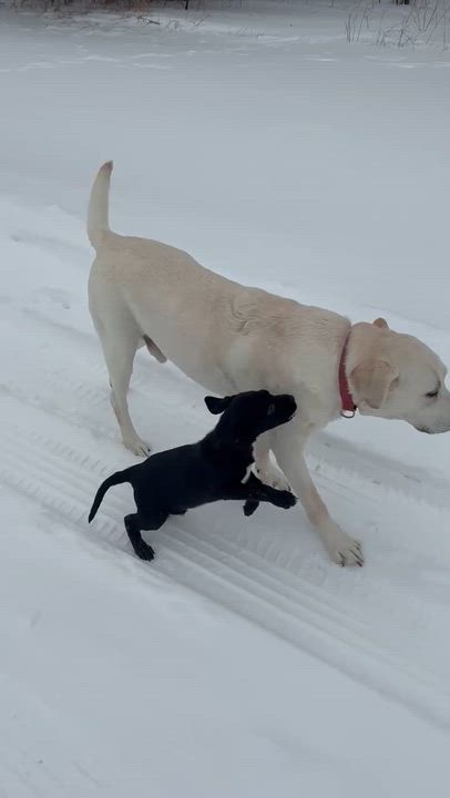 Enlarge Ash, an adopted Black Labrador Retriever in Belding, MI video 4/4