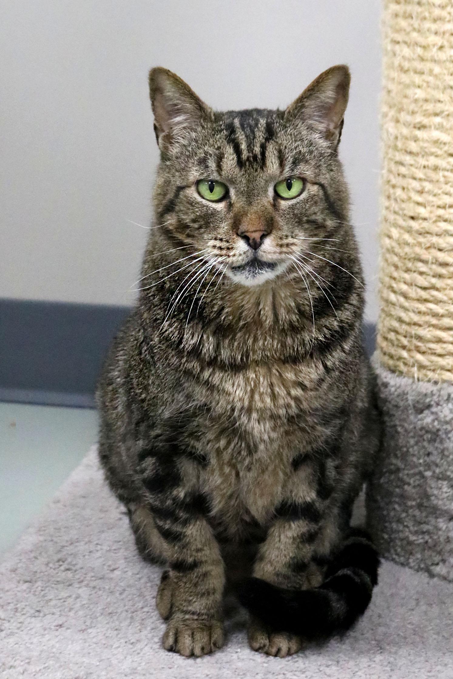 Cedric, Adoptable, Adult Male Tabby & Domestic Short Hair.
