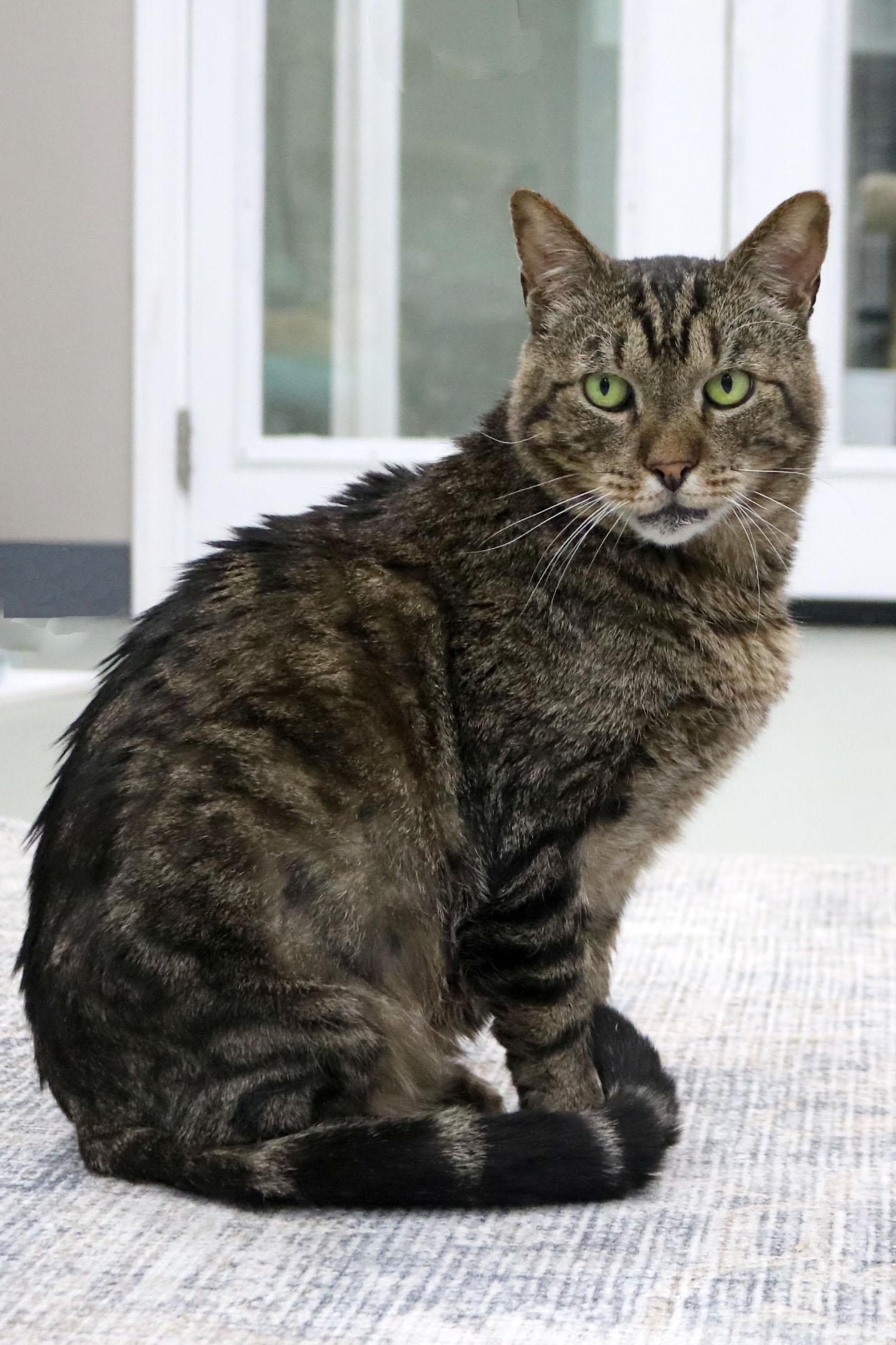 Cedric, a Adoptable mixed breed in Buford, GA image 2/3