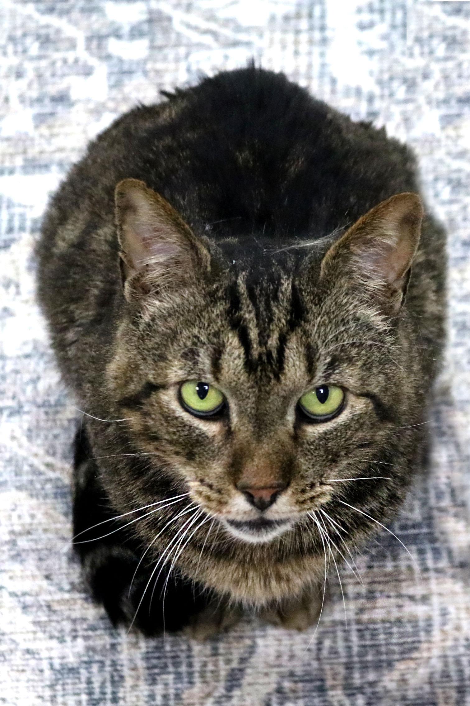 Cedric, a Adoptable mixed breed in Buford, GA image 3/3