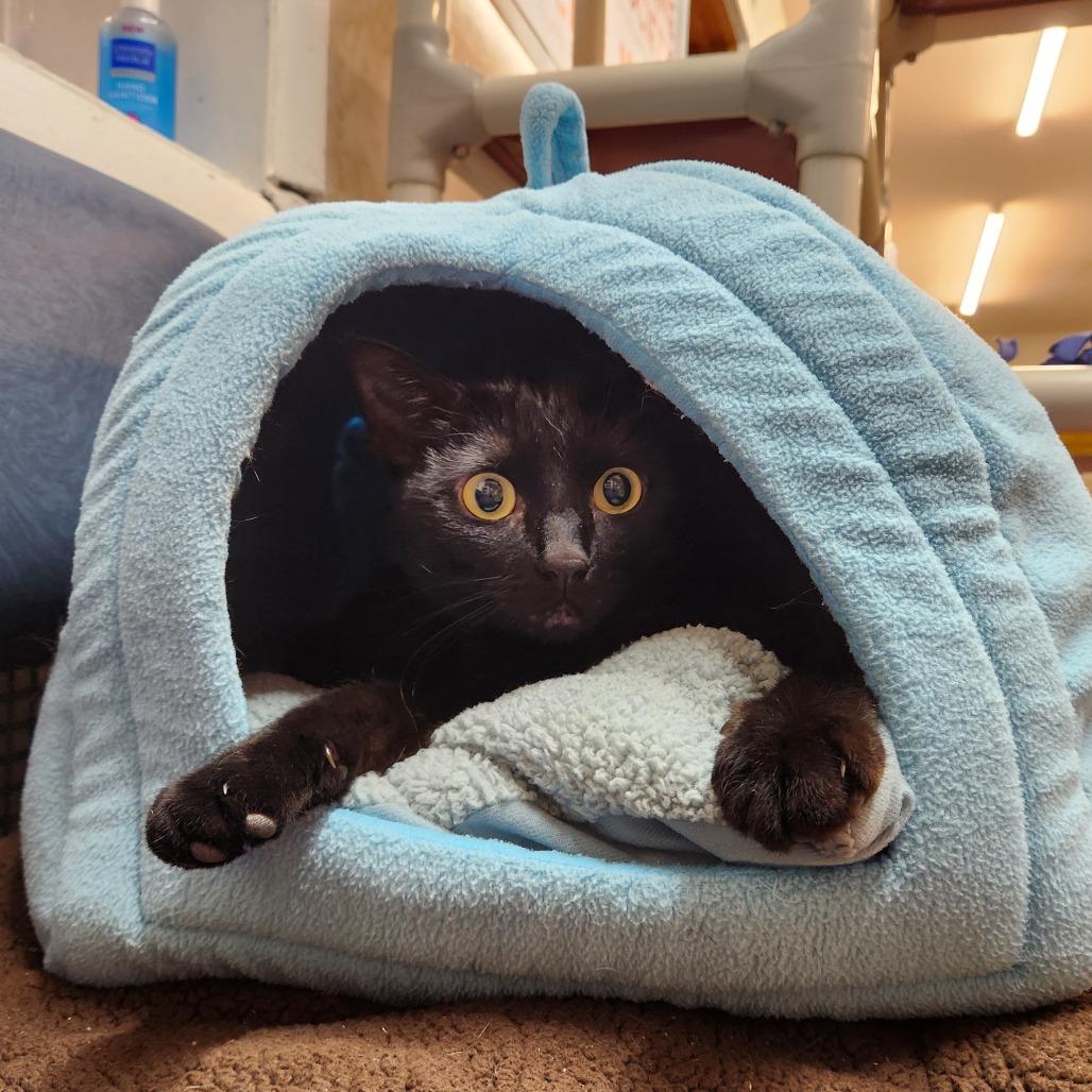 Wizard, Adoptable, Adult Male Domestic Short Hair.