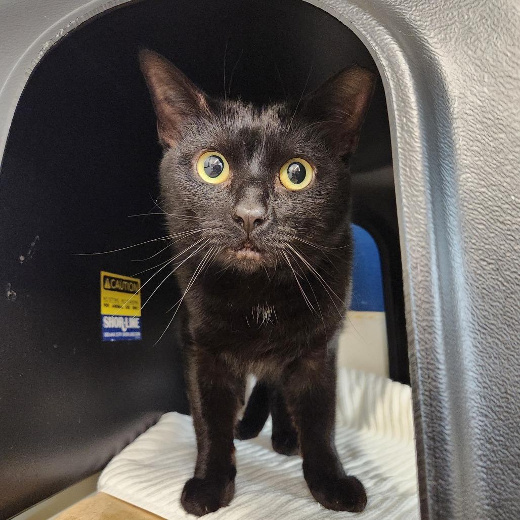 Wizard, Adoptable, Adult Male Domestic Short Hair.