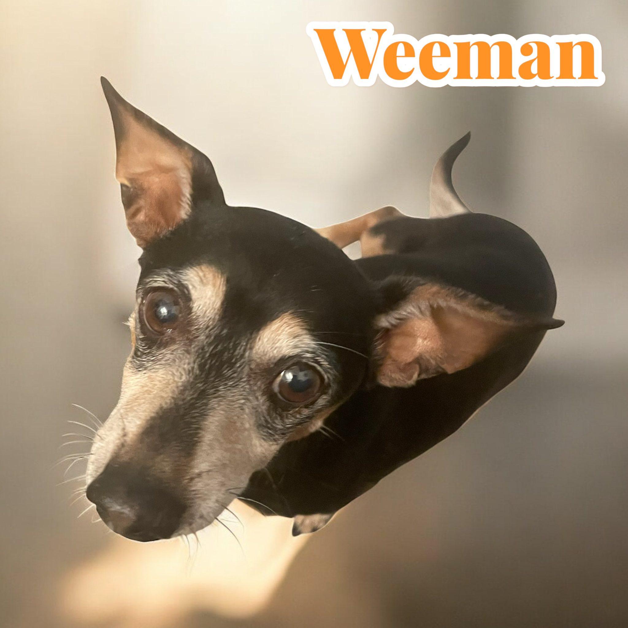 Weeman, Senior Female Dachshund