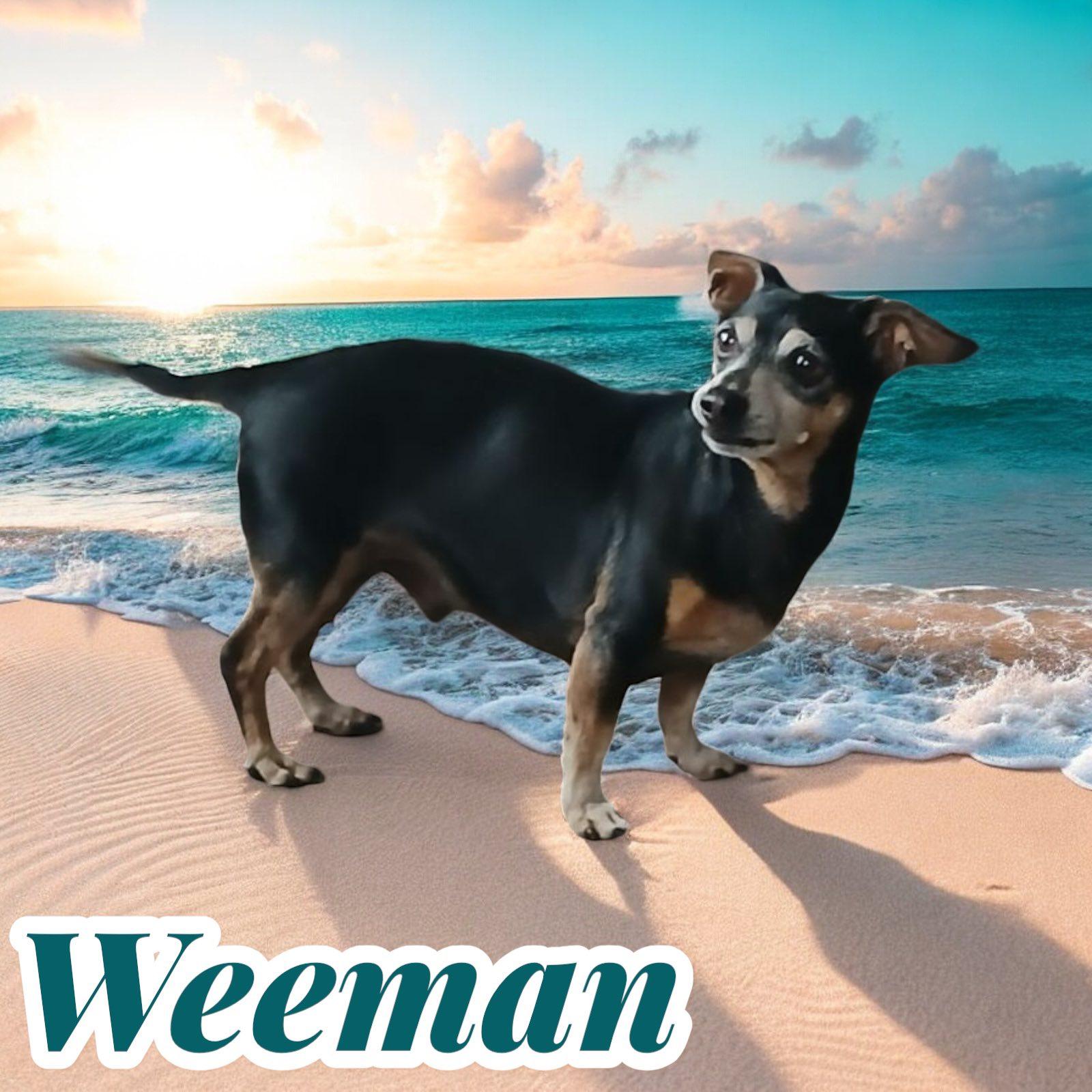 Weeman photo 3