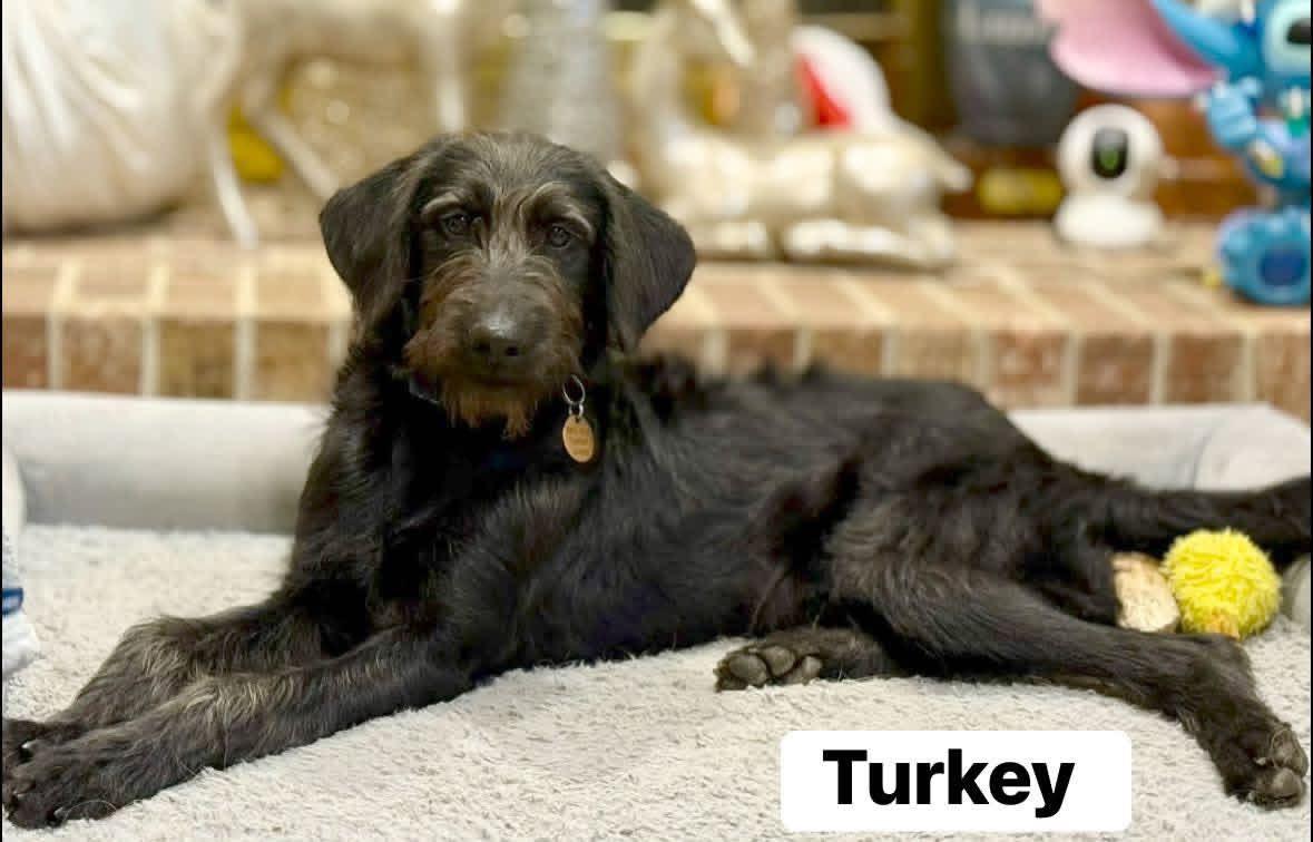 Enlarge Turkey, a ADOPTABLE mixed breed in Yorktown, VA image 1/5