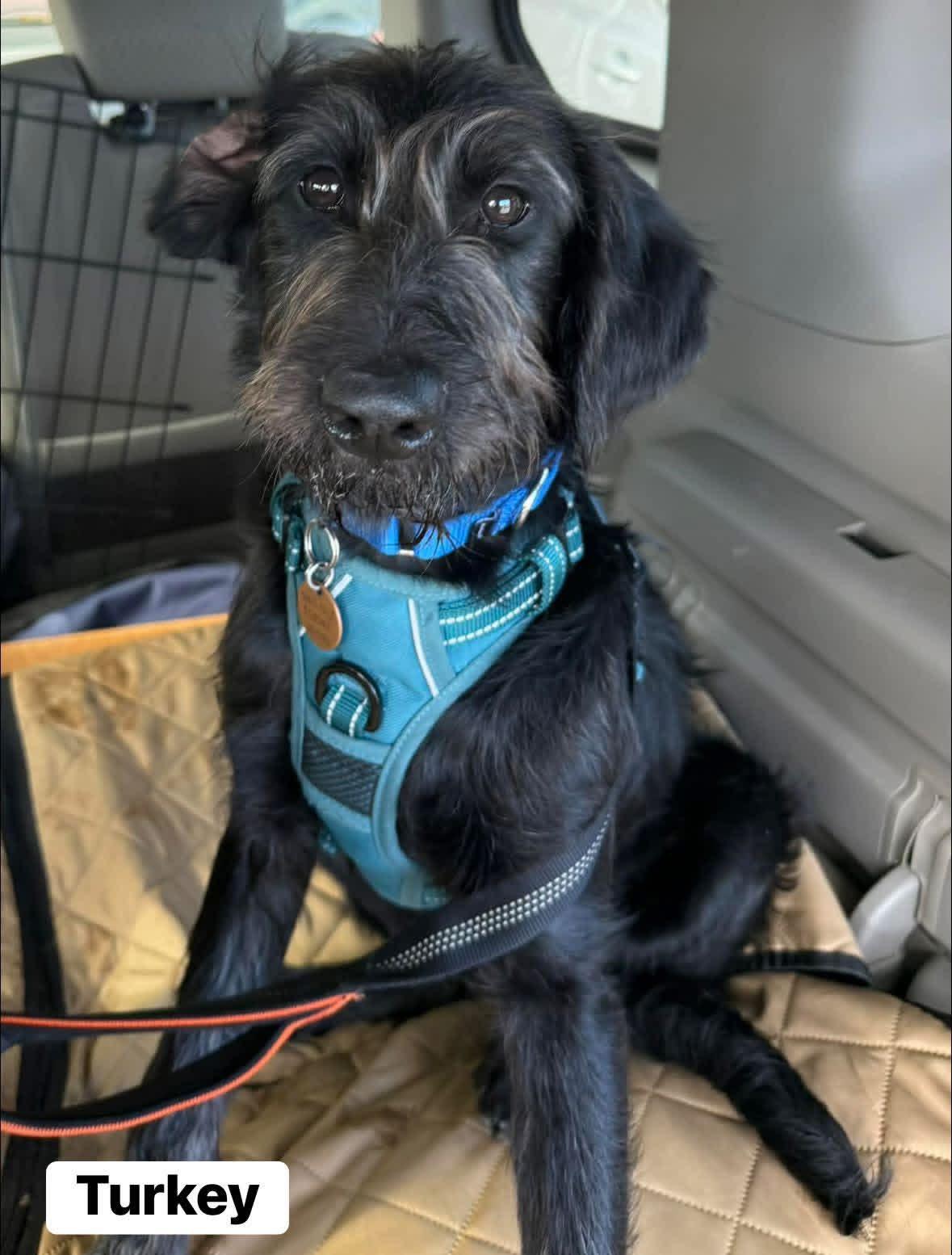 Enlarge Turkey, a ADOPTABLE mixed breed in Yorktown, VA image 2/5