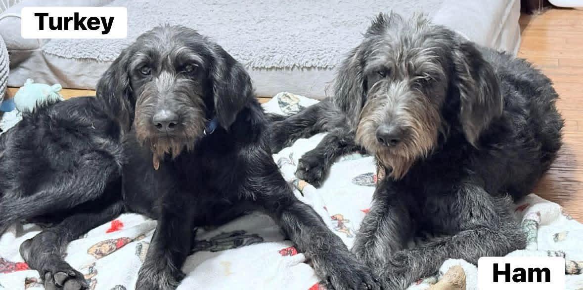 Enlarge Turkey, a ADOPTABLE mixed breed in Yorktown, VA image 3/5