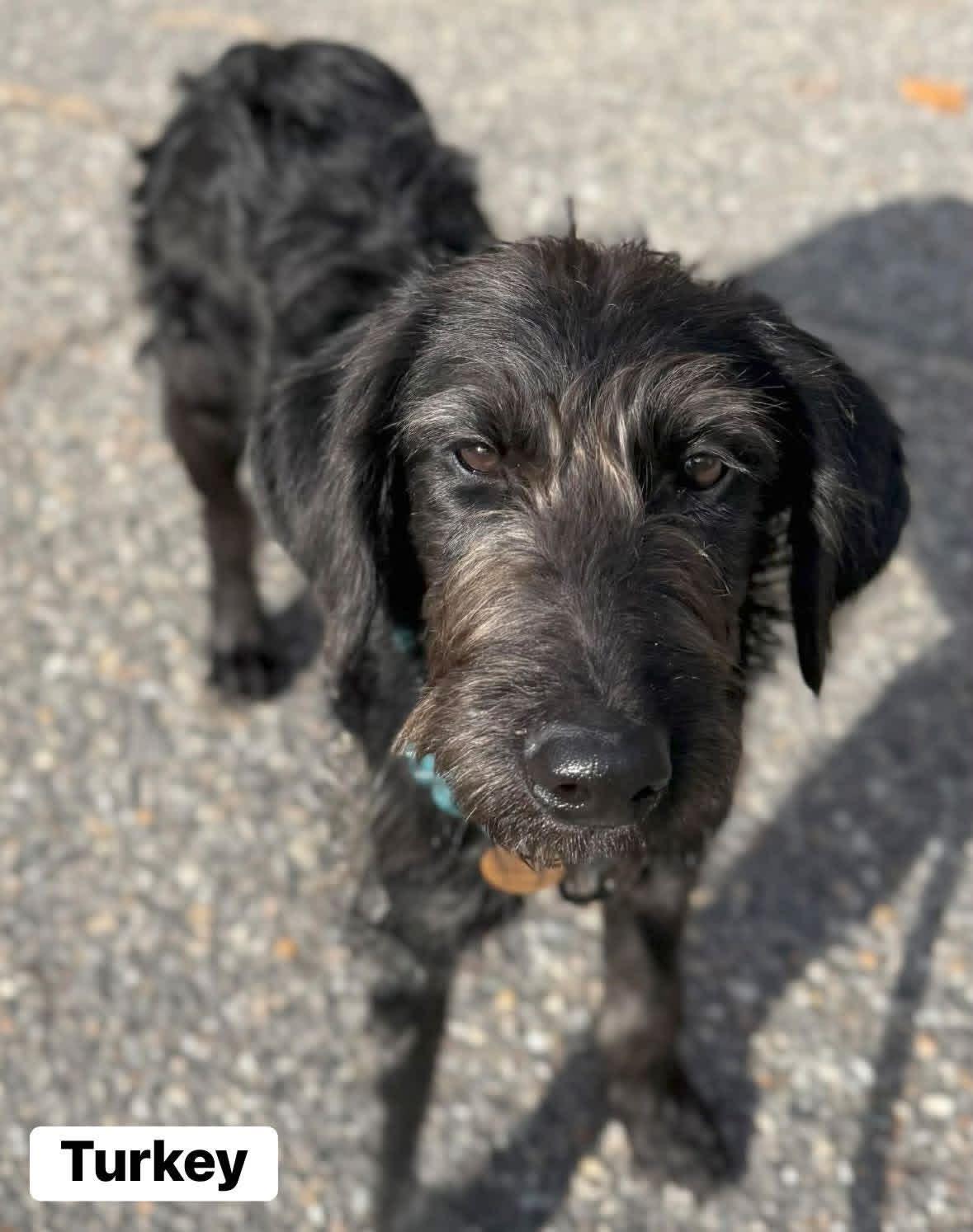 Enlarge Turkey, a ADOPTABLE mixed breed in Yorktown, VA image 4/5