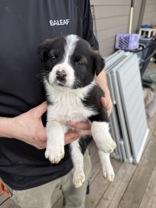 Enlarge Carson, a Adoptable mixed breed in Madras, OR image 1/2