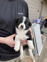 Enlarge Carson, a Adoptable mixed breed in Madras, OR image 2/2