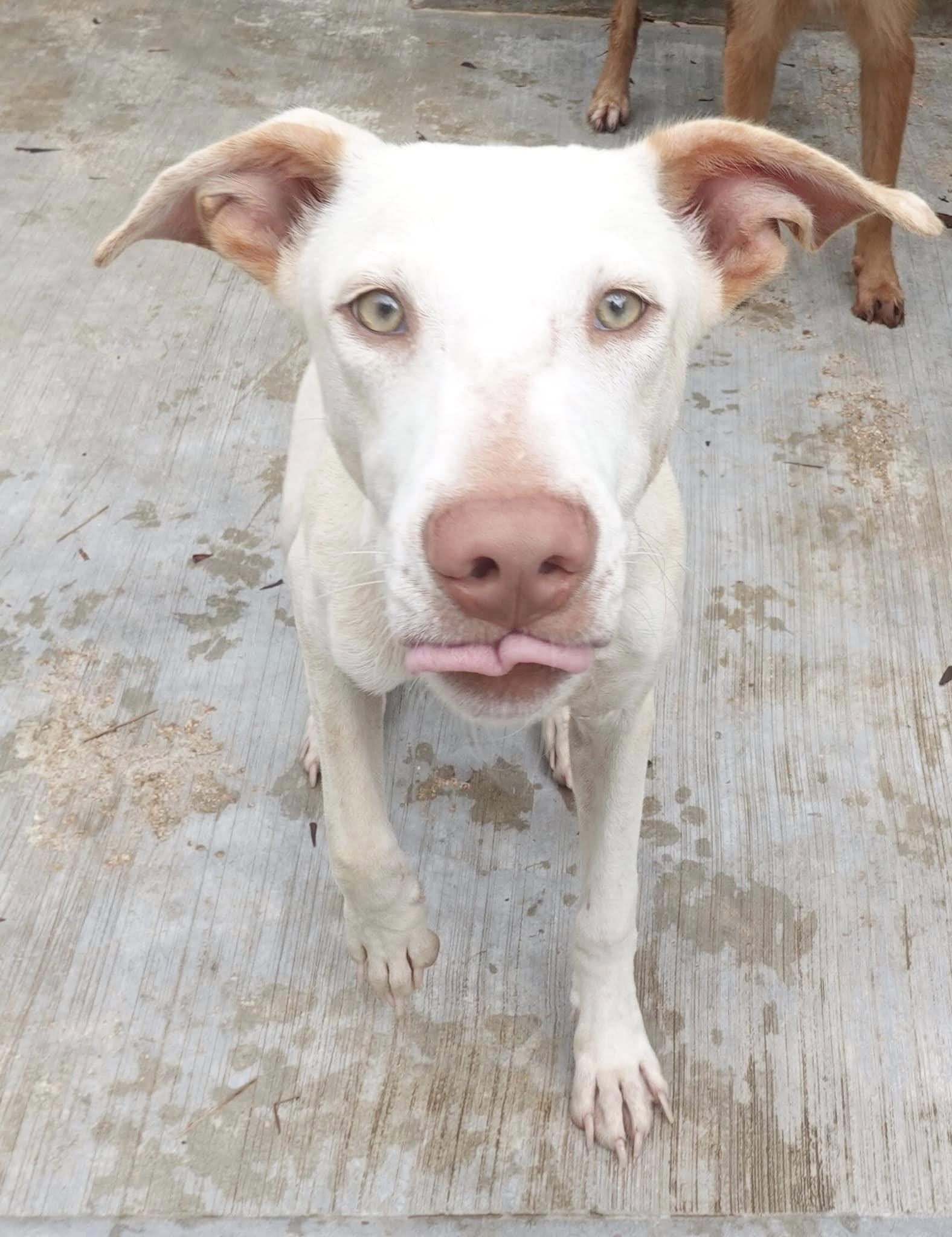 Enlarge Remy, a Adoptable mixed breed in Mississauga, ON image 4/5