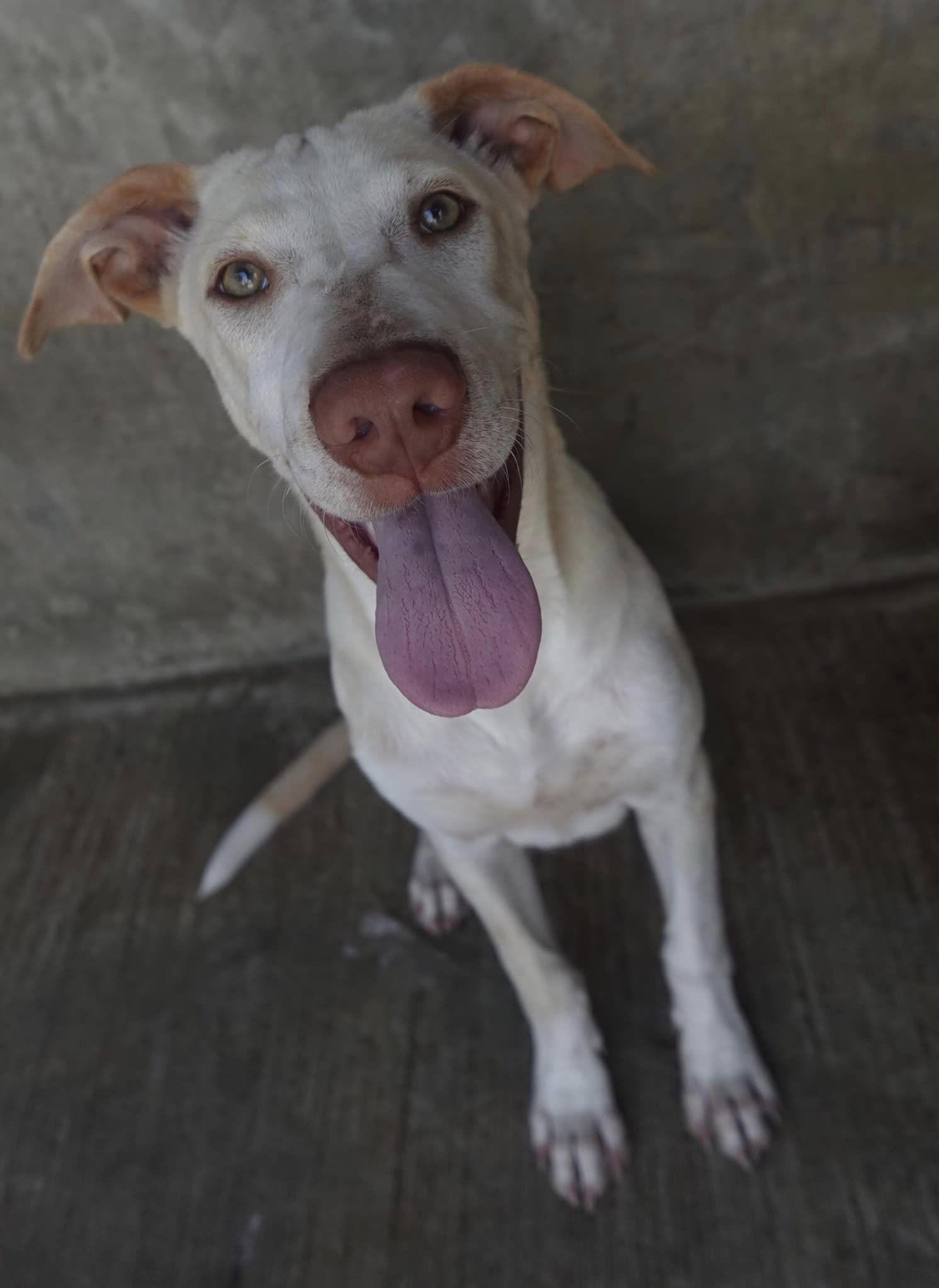 Enlarge Remy, a Adoptable mixed breed in Mississauga, ON image 3/5