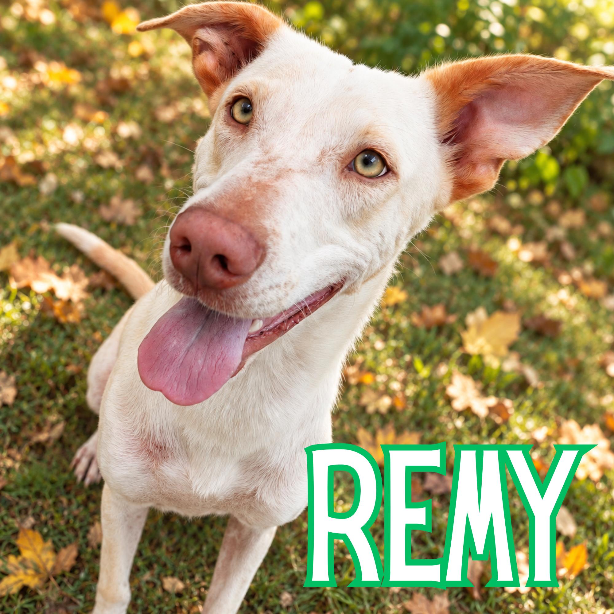 Enlarge Remy, a Adoptable mixed breed in Mississauga, ON image 1/5