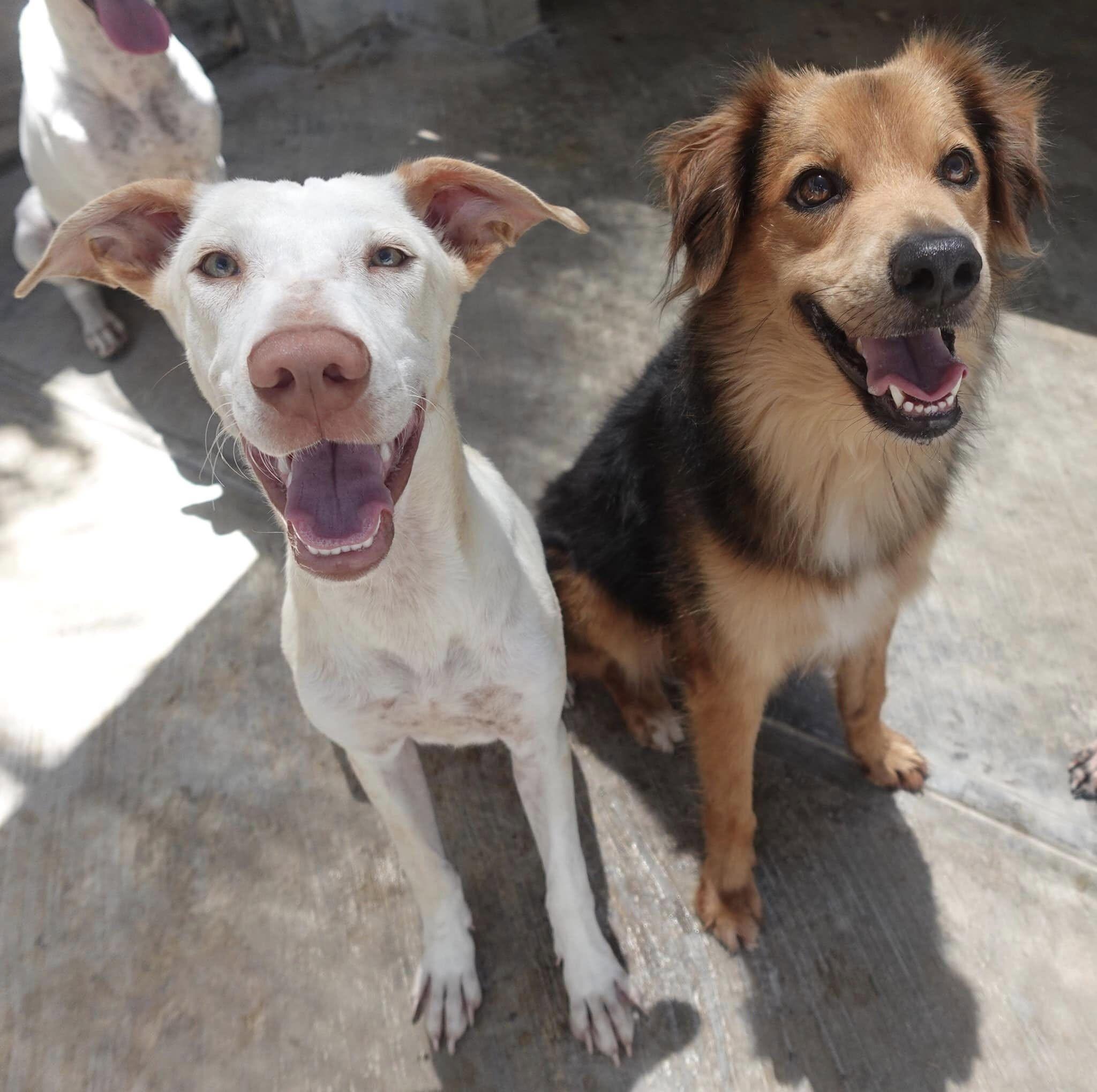Enlarge Remy, a Adoptable mixed breed in Mississauga, ON image 2/5
