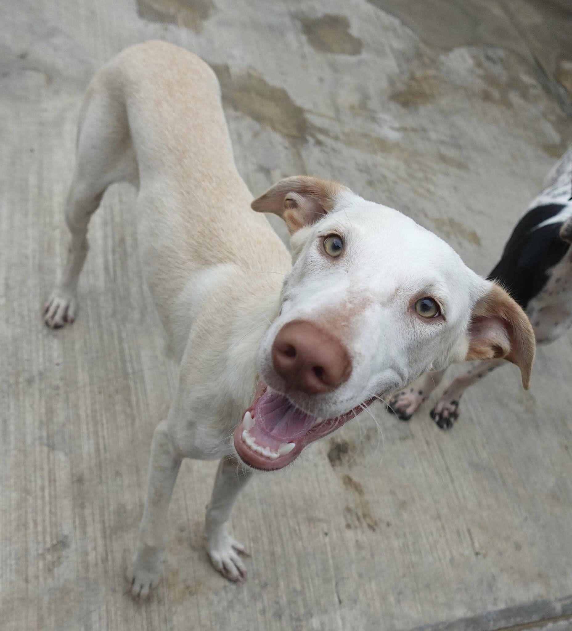 Enlarge Remy, a Adoptable mixed breed in Mississauga, ON image 5/5