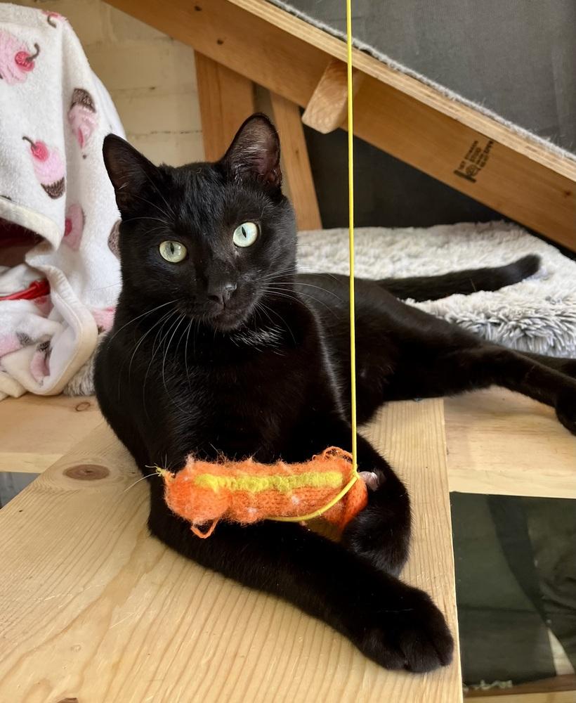 Enlarge Biggie, a Adoptable Domestic Short Hair in Gardena, CA image 1/4