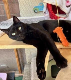 Enlarge Biggie, a Adoptable Domestic Short Hair in Gardena, CA image 2/4