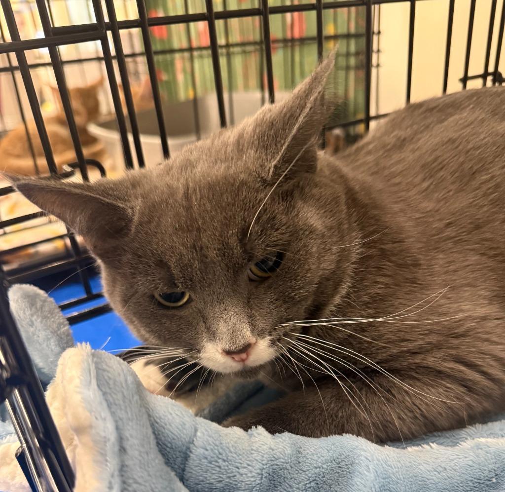 Joey, Adoptable, Young Male Domestic Short Hair.