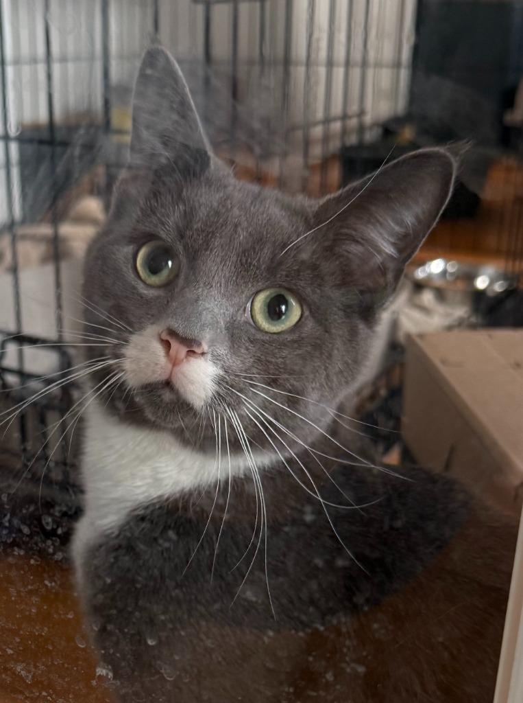 Enlarge Joey, a Adoptable mixed breed in Evans, GA image 3/5