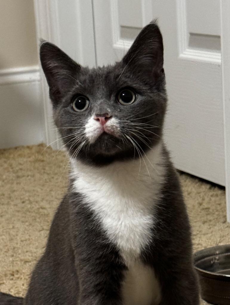 Joey, Adoptable, Young Male Domestic Short Hair.