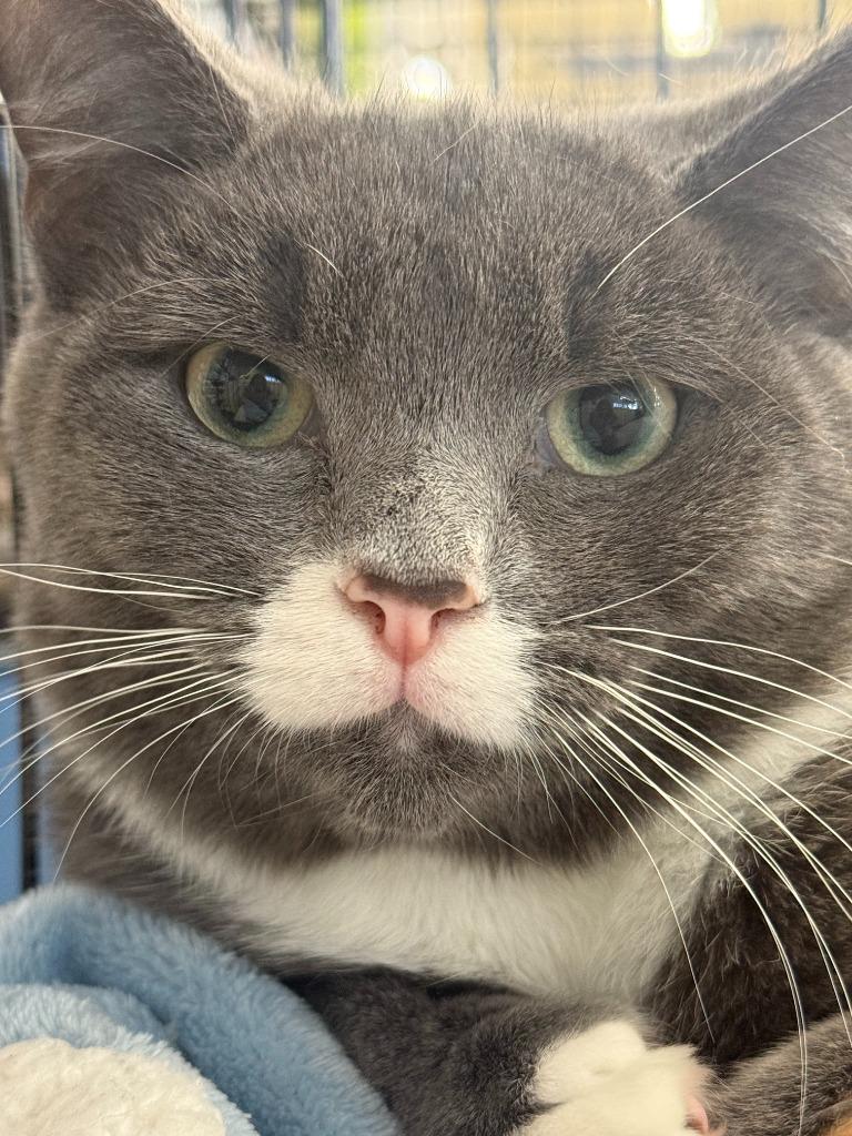 Enlarge Joey, a Adoptable mixed breed in Evans, GA image 5/5