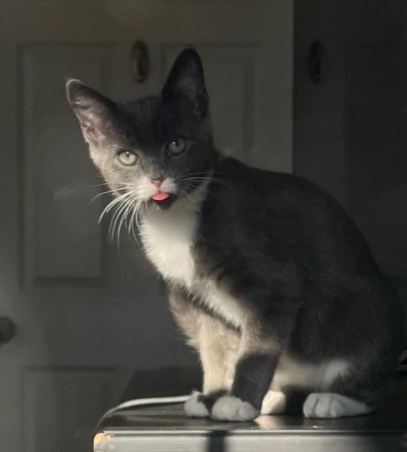 Enlarge Joey, a Adoptable mixed breed in Evans, GA image 2/3