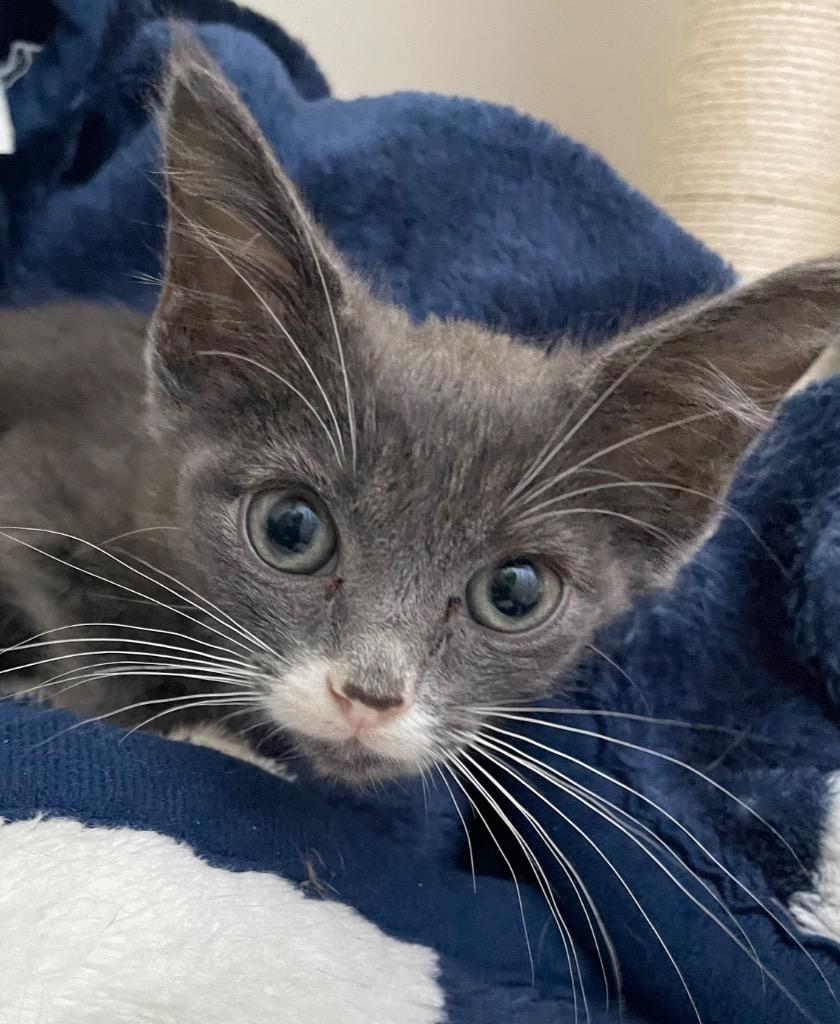 Enlarge Joey, a Adoptable mixed breed in Evans, GA image 3/3