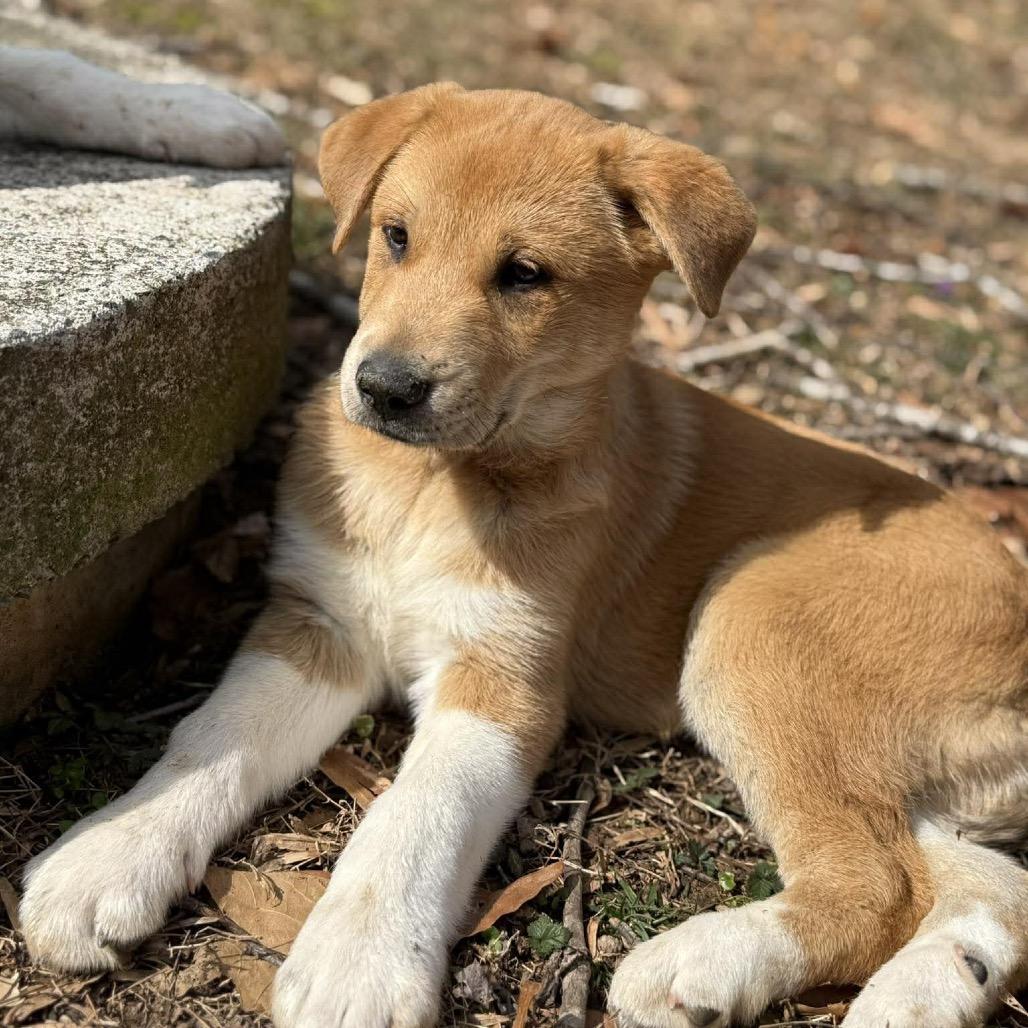 Moss, Adoptable, Puppy Male Mixed Breed.