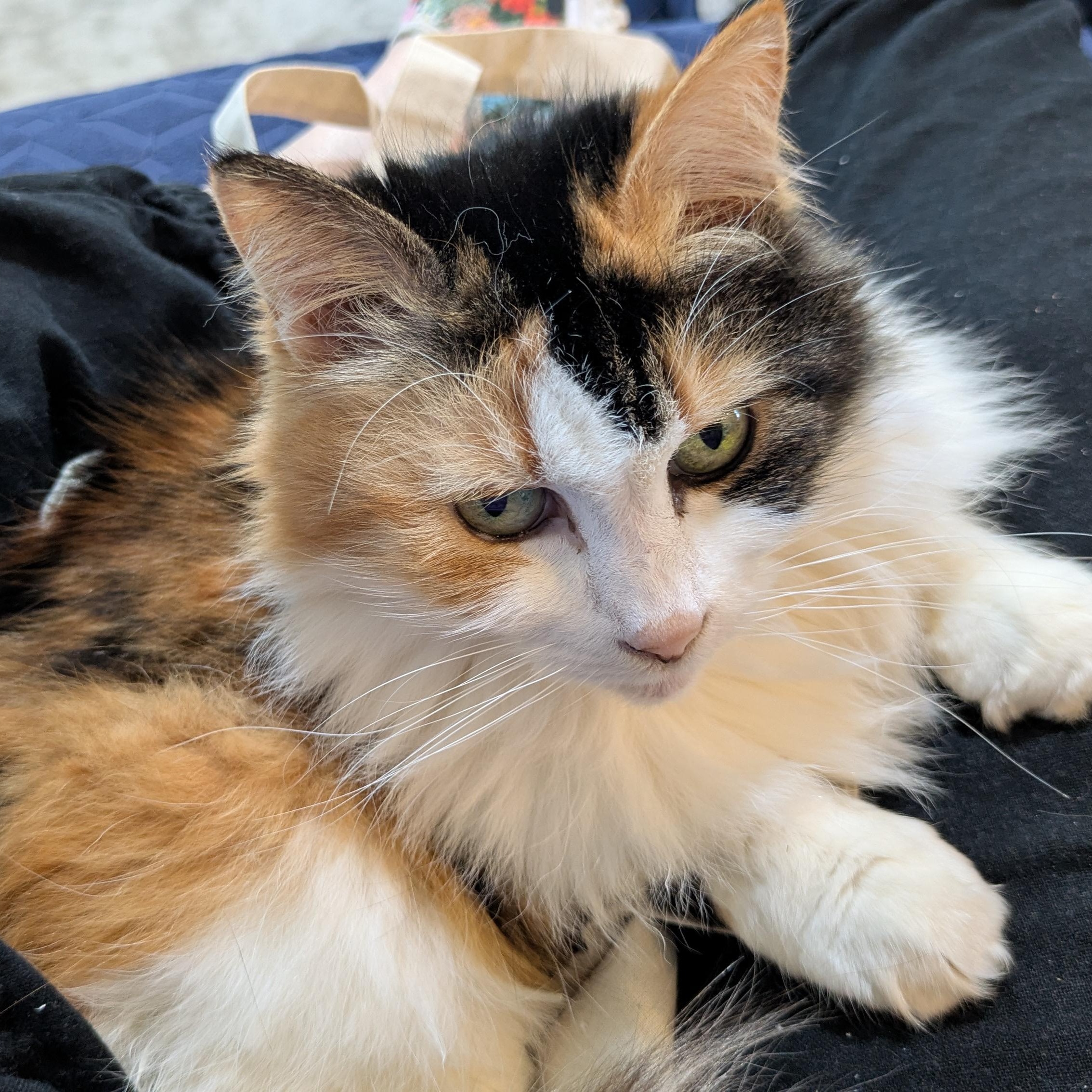 Enlarge Callie, a ADOPTABLE mixed breed in Silverton, OR image 3/4