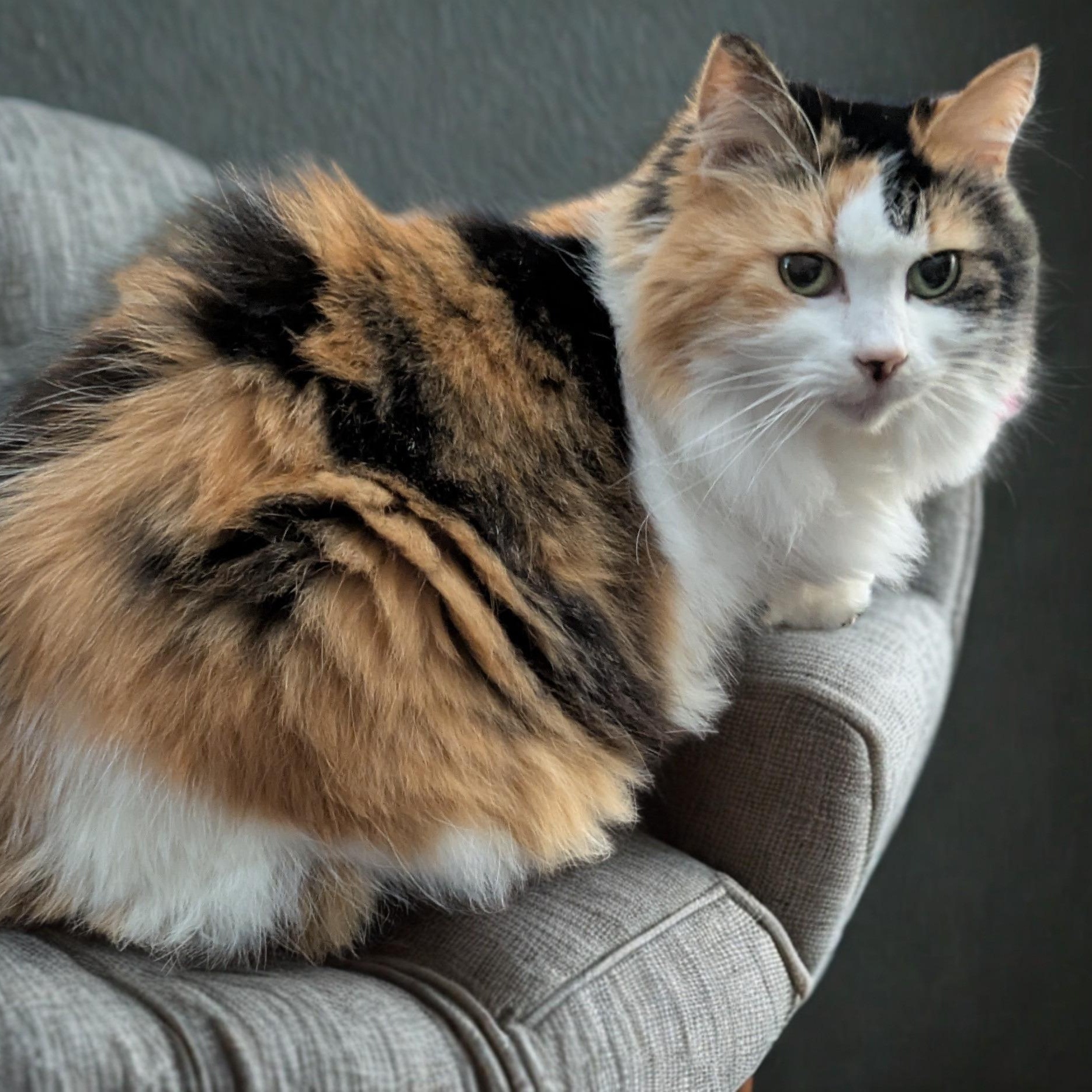 Callie, ADOPTABLE, Senior Female Domestic Medium Hair.