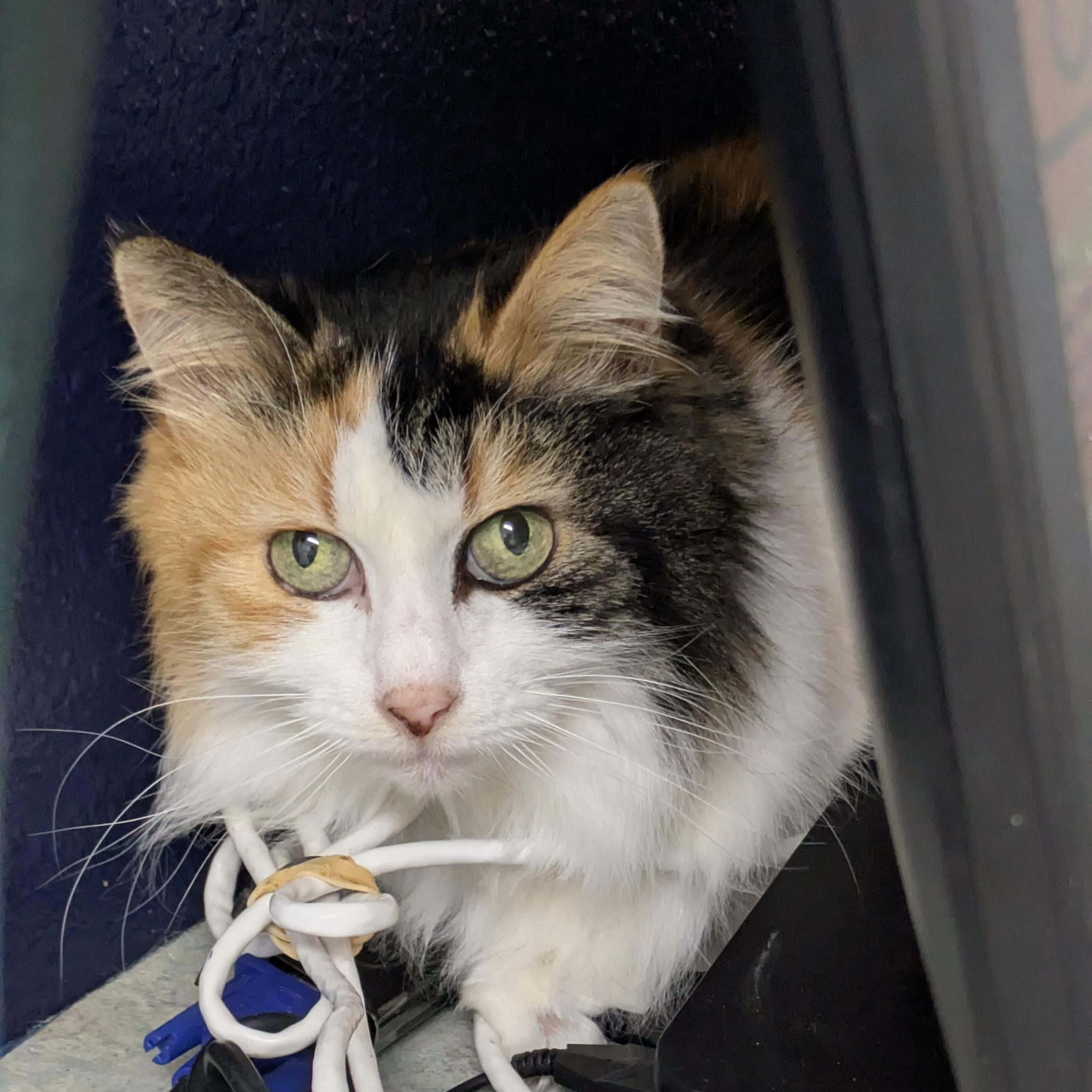 Enlarge Callie, a ADOPTABLE mixed breed in Silverton, OR image 2/4