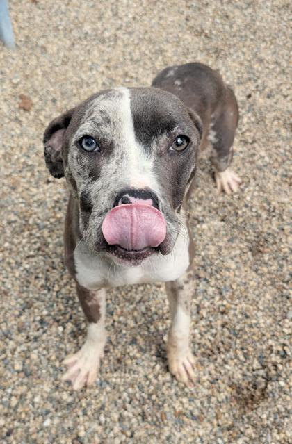 Adrian, Adoptable, Adult Female Mixed Breed & Mixed Breed.
