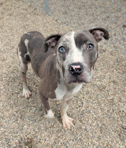 Enlarge Adrian, a Adoptable Mixed Breed in South Bend, IN image 2/2