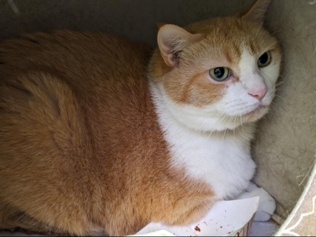 BABY, Adoptable, Senior Female Domestic Short Hair.