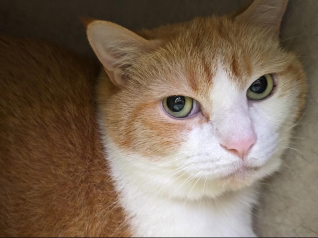 Enlarge BABY, a Adoptable mixed breed in Muskegon, MI image 2/5