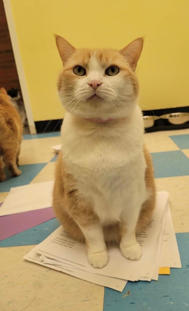 Enlarge BABY, a Adoptable mixed breed in Muskegon, MI image 1/6