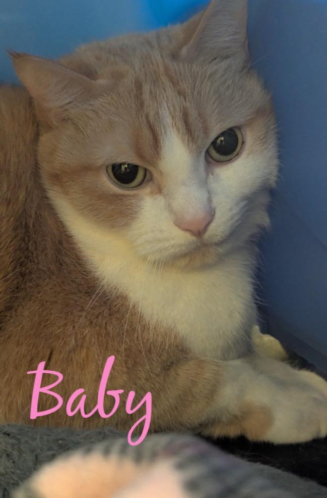 Enlarge BABY, a Adoptable mixed breed in Muskegon, MI image 3/5