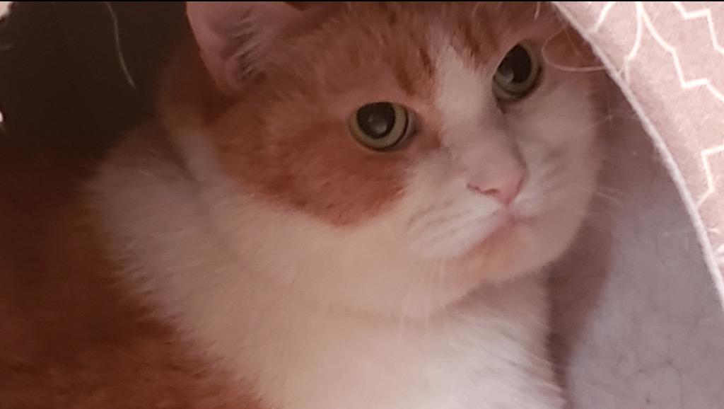 Enlarge BABY, a Adoptable mixed breed in Muskegon, MI image 4/5