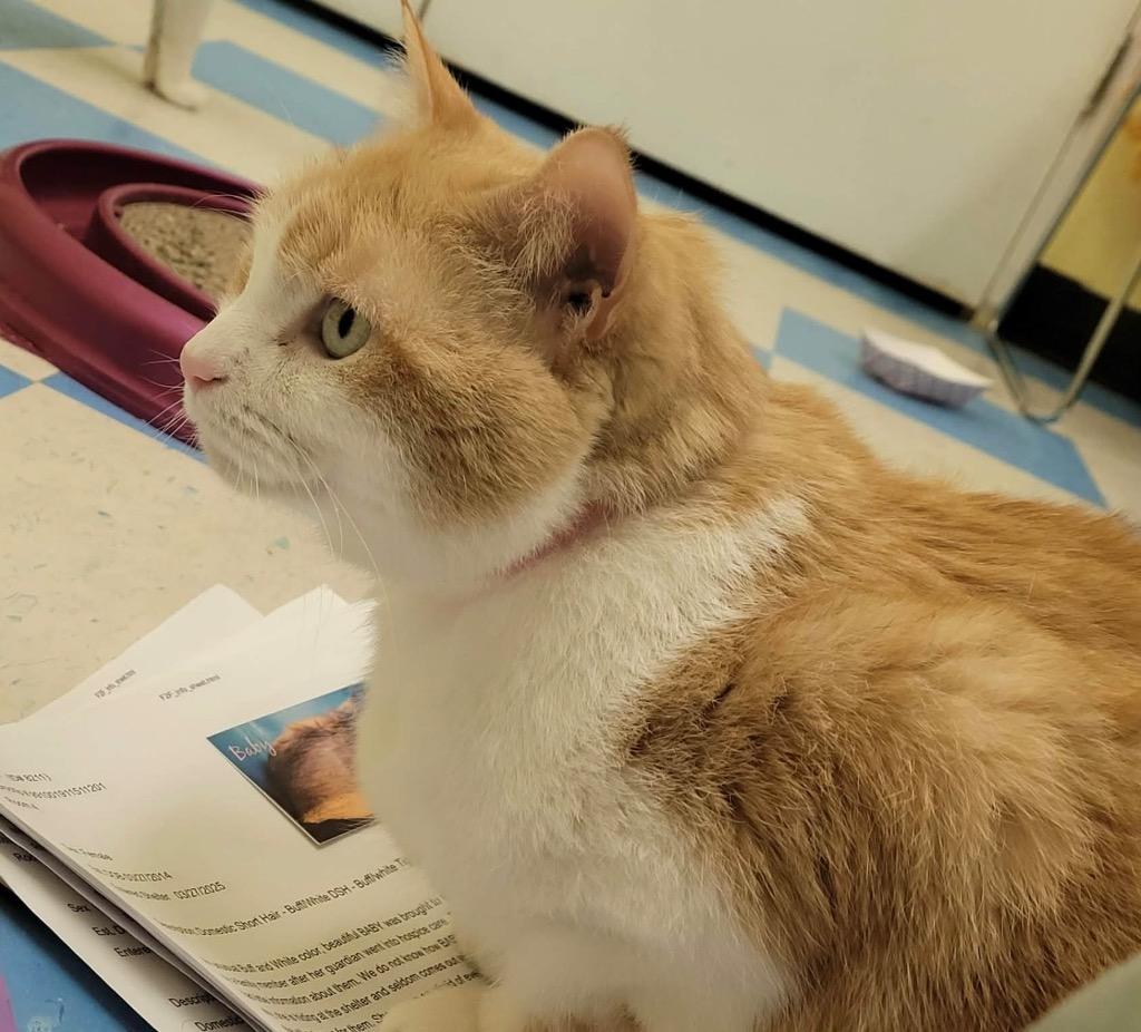 Enlarge BABY, a Adoptable mixed breed in Muskegon, MI image 3/6