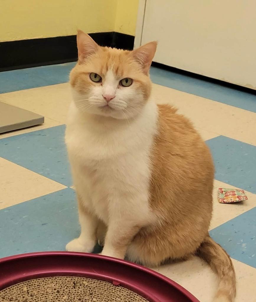 Enlarge BABY, a Adoptable mixed breed in Muskegon, MI image 4/6