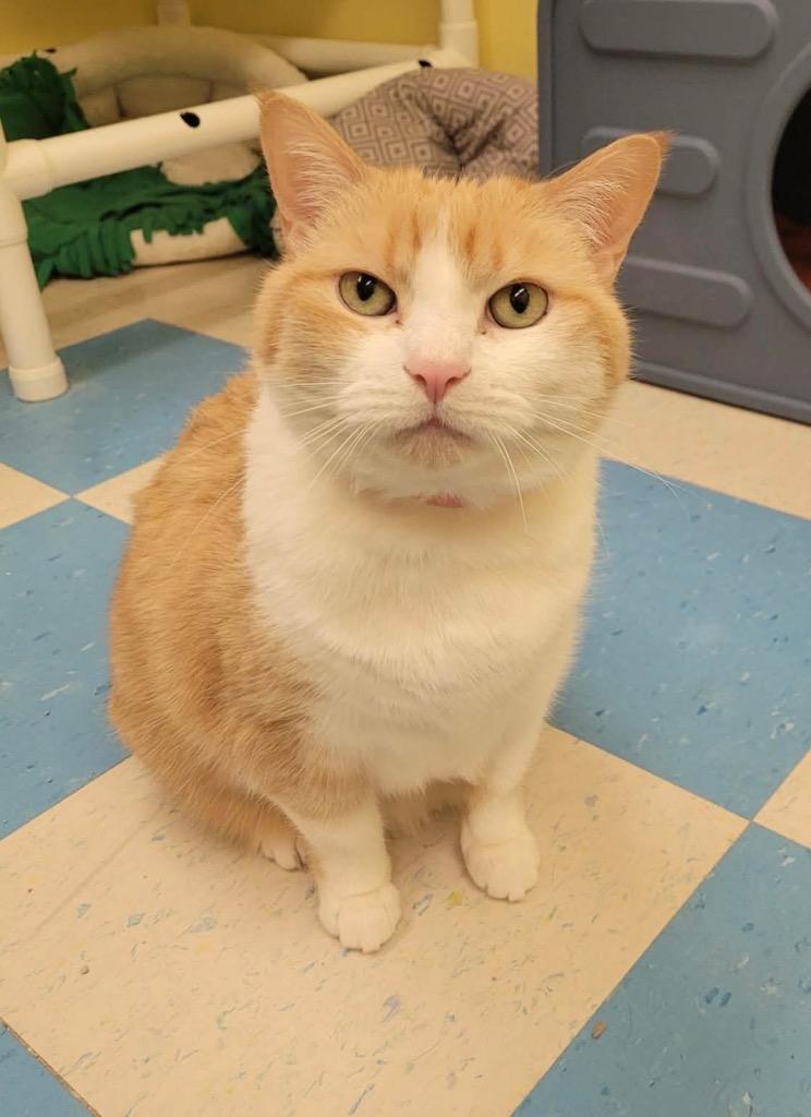 Enlarge BABY, a Adoptable mixed breed in Muskegon, MI image 5/6