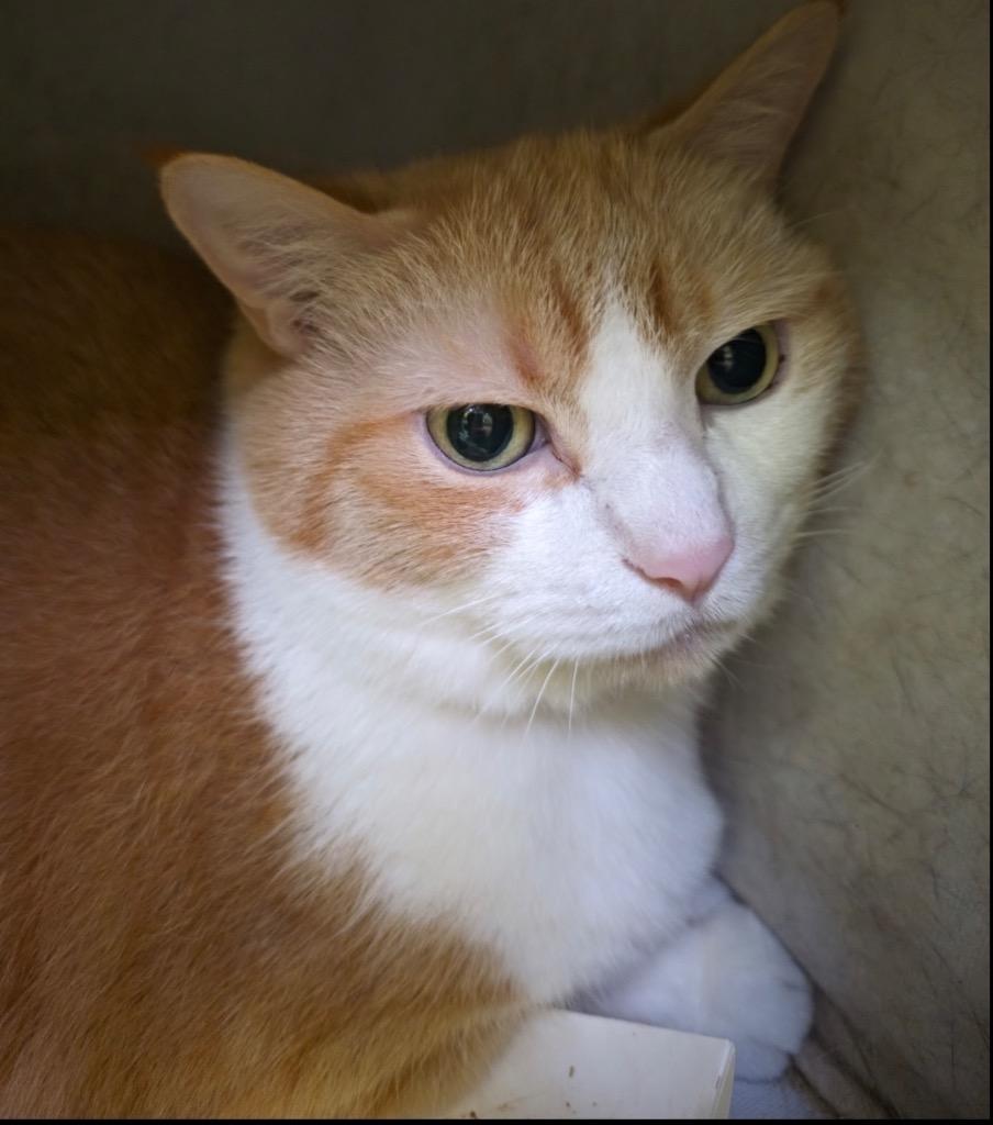 Enlarge BABY, a Adoptable mixed breed in Muskegon, MI image 5/5