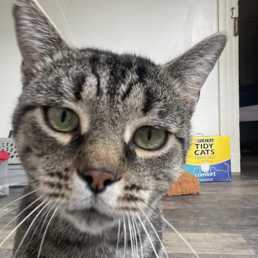 Mister, Adoptable, Adult Male Domestic Short Hair.