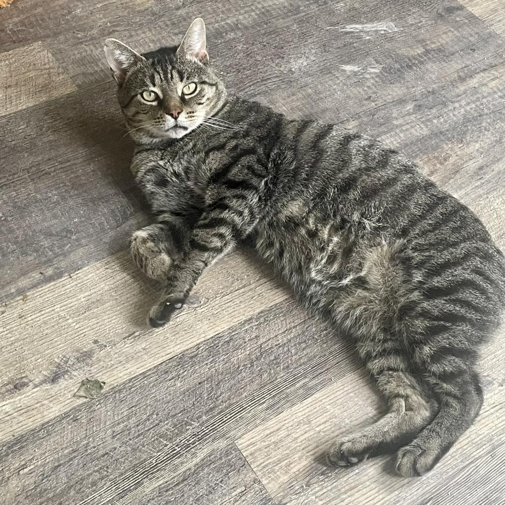 Enlarge Mister, a Adoptable Domestic Short Hair in Reisterstown, MD image 3/6