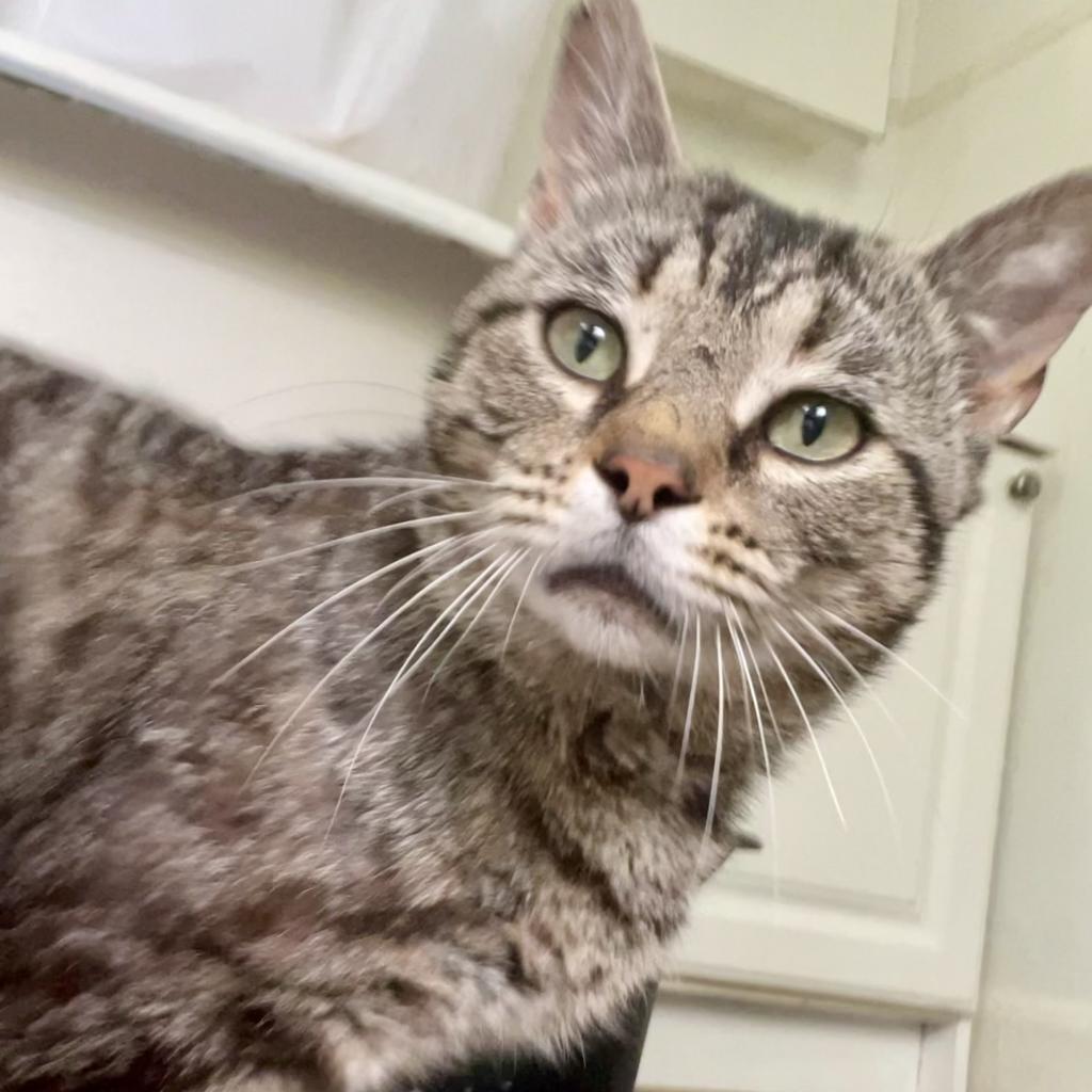 Enlarge Mister, a Adoptable Domestic Short Hair in Reisterstown, MD image 4/6